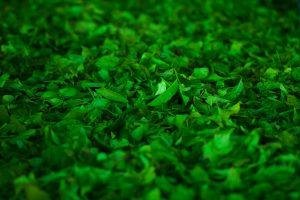 te verde
