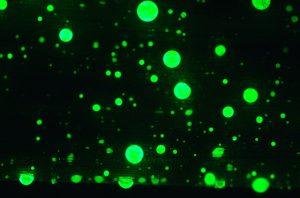 Laser commestibili