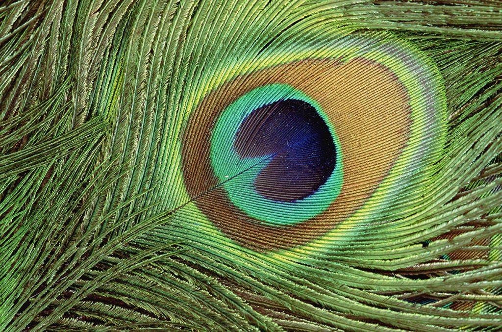 _20250725_on_peacock_feathers piume del pavone