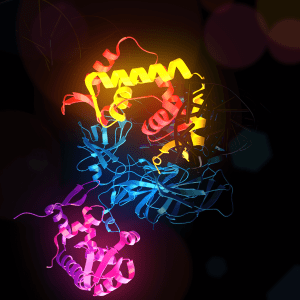 sistema immunitario FOXP3