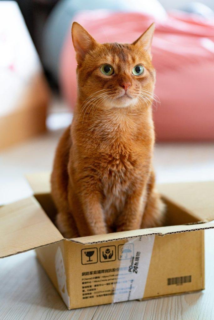 pexels-photo-7206650-7206650 Cute ginger tabby cat sitting in a cardboard box indoors.
