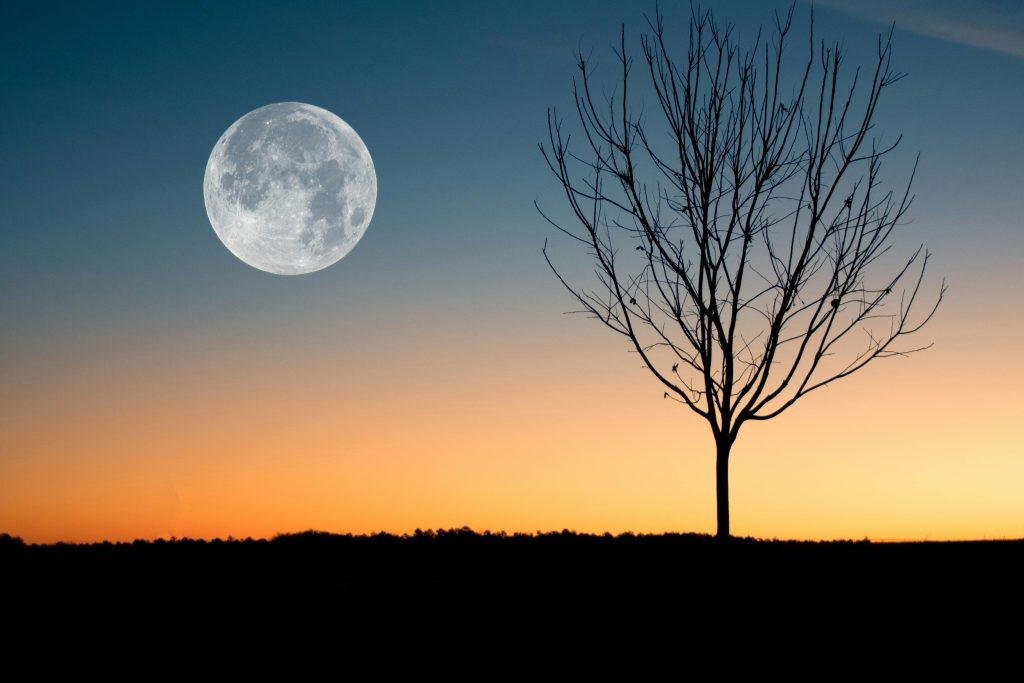 A calming image of the full moon rising over a tree silhouette during twilight.