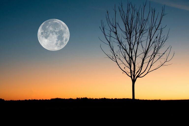 A calming image of the full moon rising over a tree silhouette during twilight.